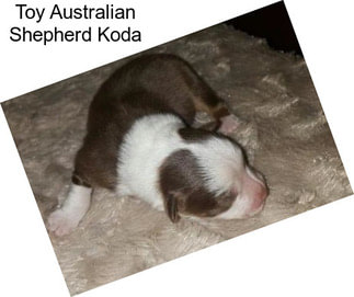 Toy Australian Shepherd Koda