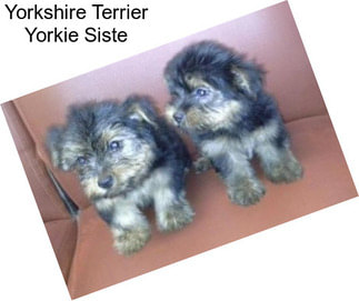 Yorkshire Terrier Yorkie Siste