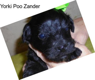 Yorki Poo Zander