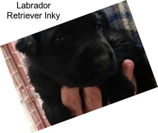 Labrador Retriever Inky