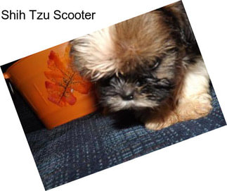 Shih Tzu Scooter