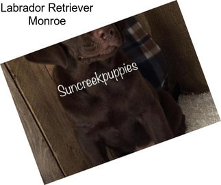 Labrador Retriever Monroe