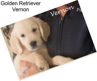 Golden Retriever Vernon