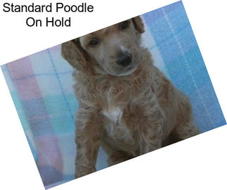 Standard Poodle On Hold