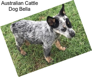 Australian Cattle Dog Bella