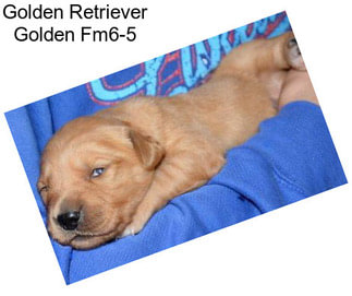 Golden Retriever Golden Fm6-5