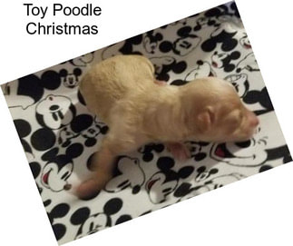 Toy Poodle Christmas