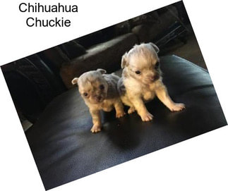 Chihuahua Chuckie