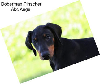 Doberman Pinscher Akc Angel