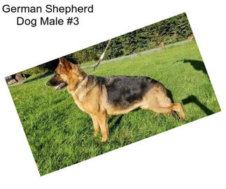German Shepherd Dog Male #3