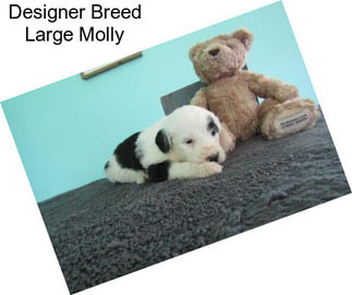 Designer Breed Large Molly
