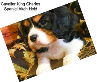 Cavalier King Charles Spaniel Akch Hold