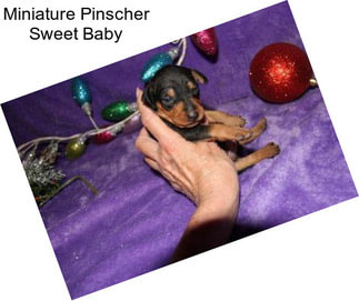 Miniature Pinscher Sweet Baby