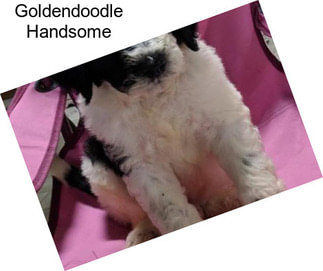 Goldendoodle Handsome