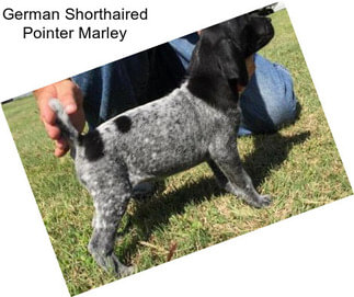 German Shorthaired Pointer Marley