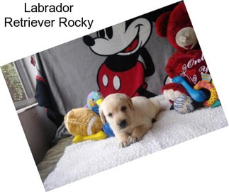 Labrador Retriever Rocky