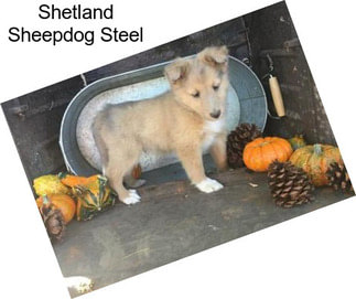 Shetland Sheepdog Steel