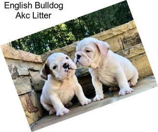 English Bulldog Akc Litter