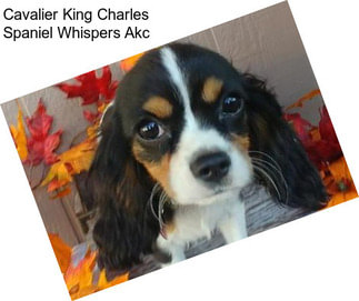 Cavalier King Charles Spaniel Whispers Akc