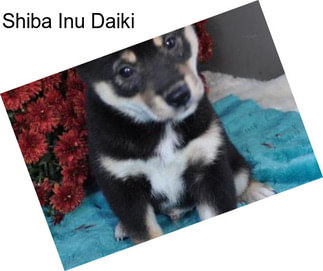 Shiba Inu Daiki