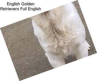 English Golden Retrievers Full English