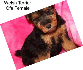 Welsh Terrier Ofa Female