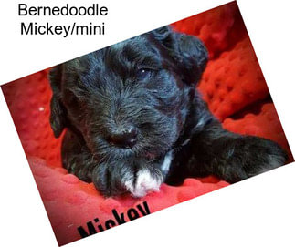 Bernedoodle Mickey/mini