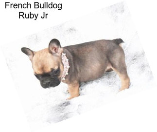 French Bulldog Ruby Jr