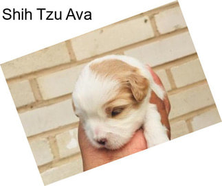 Shih Tzu Ava