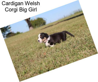 Cardigan Welsh Corgi Big Girl