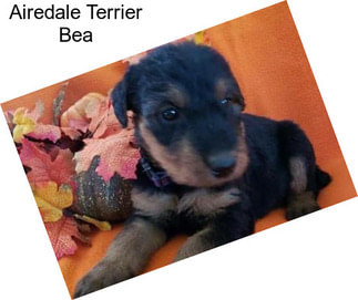 Airedale Terrier Bea