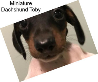 Miniature Dachshund Toby