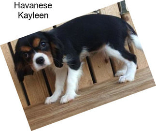 Havanese Kayleen