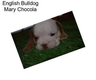 English Bulldog Mary Chocola