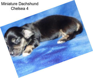 Miniature Dachshund Chelsea 4