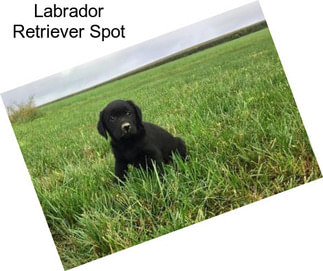 Labrador Retriever Spot