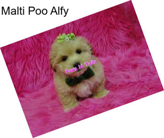 Malti Poo Alfy