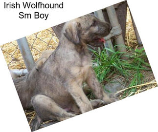 Irish Wolfhound Sm Boy