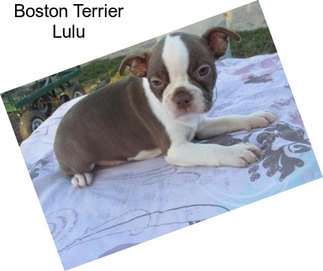 Boston Terrier Lulu