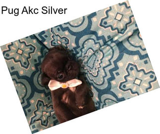 Pug Akc Silver