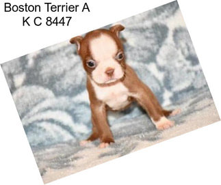 Boston Terrier A K C 8447