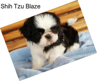 Shih Tzu Blaze