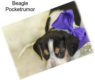 Beagle Pocketrumor