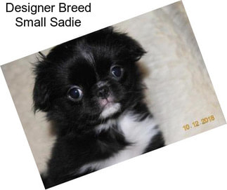 Designer Breed Small Sadie