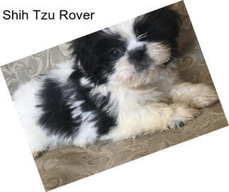 Shih Tzu Rover