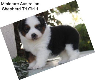 Miniature Australian Shepherd Tri Girl 1