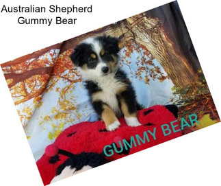 Australian Shepherd Gummy Bear