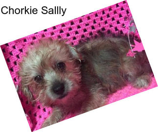 Chorkie Sallly