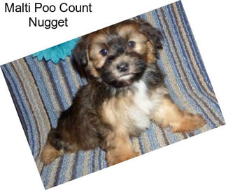 Malti Poo Count Nugget