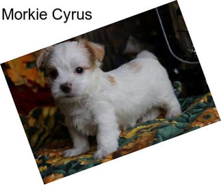 Morkie Cyrus